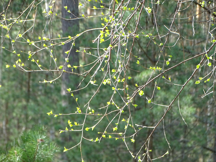 DSC00022 (700x525, 515Kb)