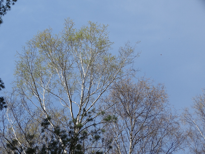 DSC00031 (700x525, 531Kb)