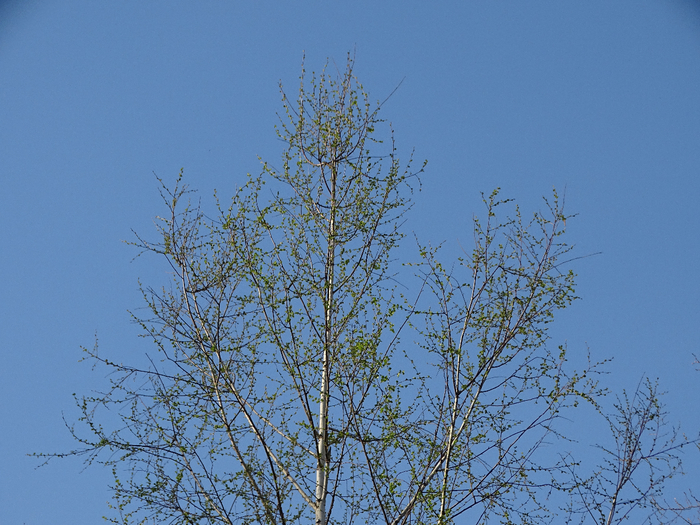 DSC00055 (700x525, 489Kb)