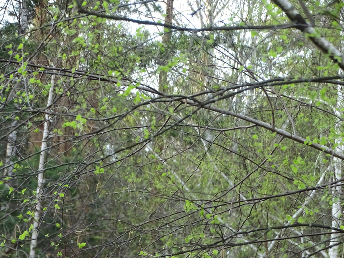DSC00059 (700x525, 536Kb)