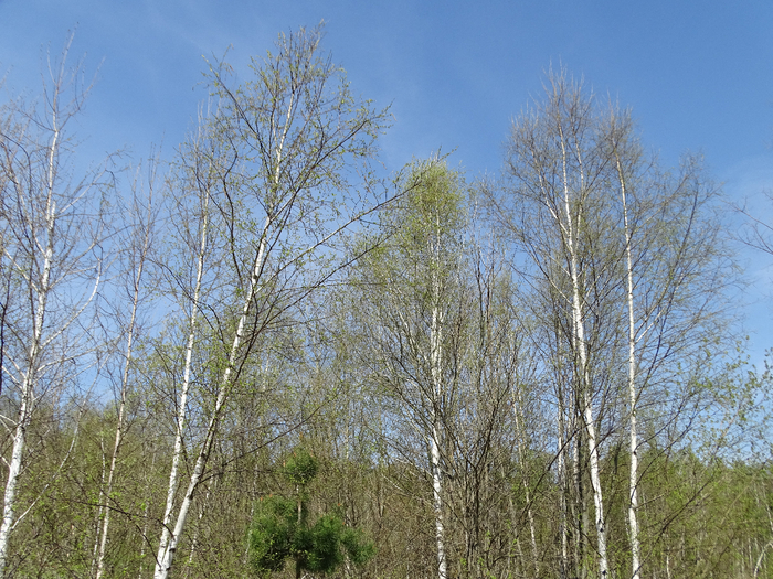 DSC00067 (700x525, 580Kb)