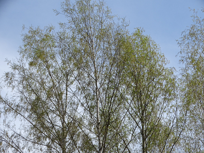 DSC00095 (700x525, 626Kb)