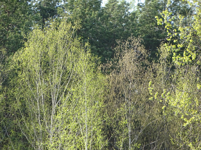 DSC00109 (700x525, 667Kb)