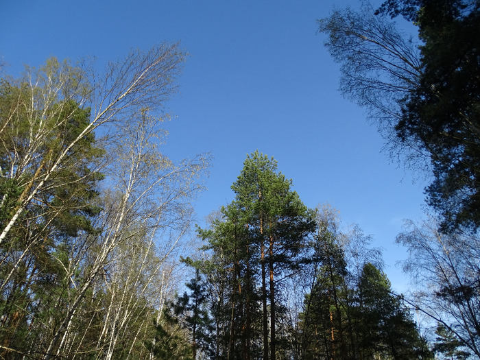DSC00128 (700x525, 531Kb)