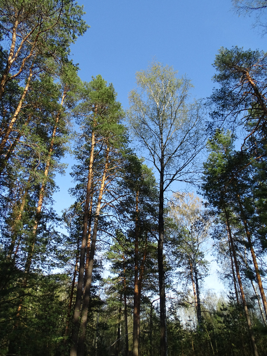 DSC00131 (525x700, 640Kb)
