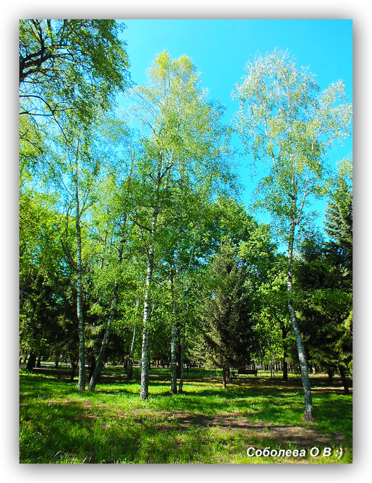 DSCF0161 (539x700, 686Kb)