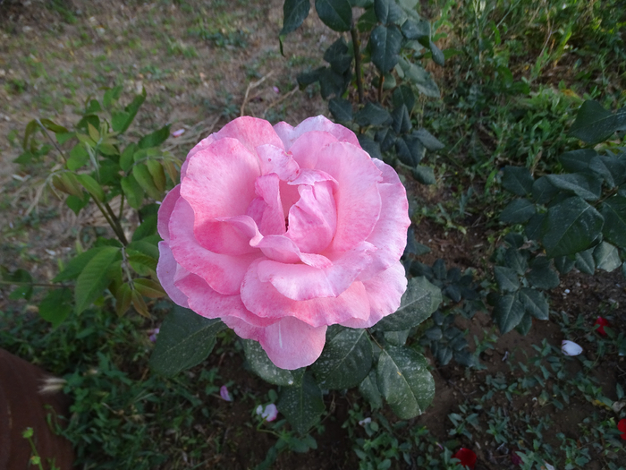 DSC00018 (700x525, 417Kb)