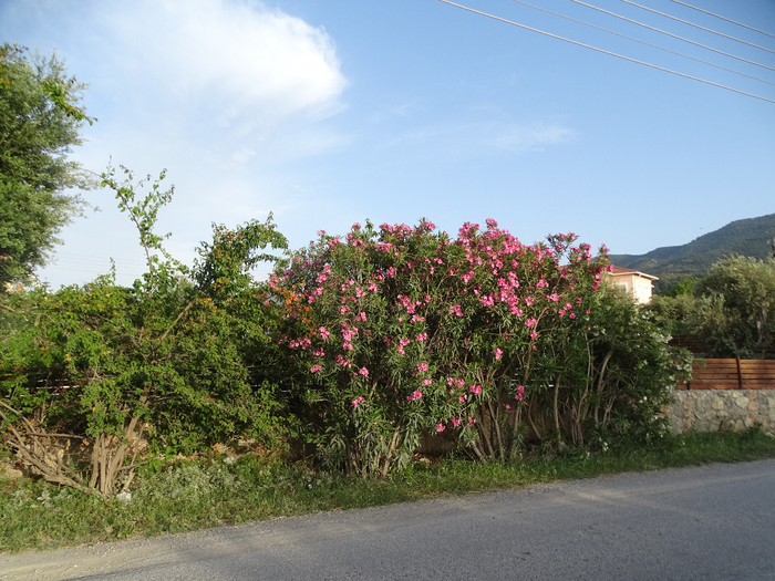 DSC00022 (700x525, 477Kb)