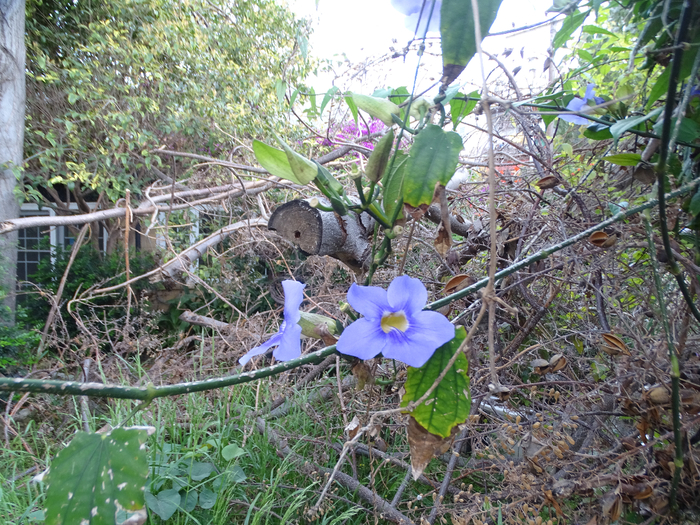 DSC00030 (700x525, 611Kb)