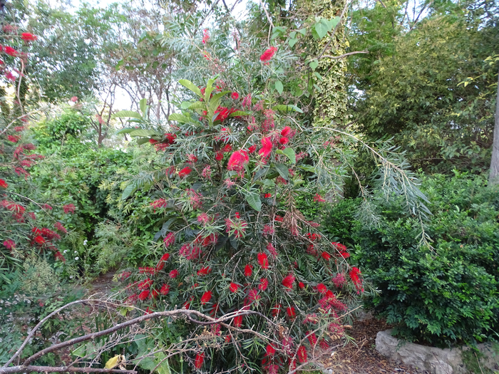 DSC00032 (700x525, 652Kb)