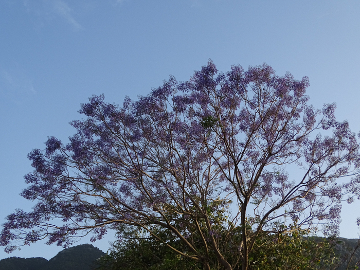 DSC00036 (700x525, 494Kb)
