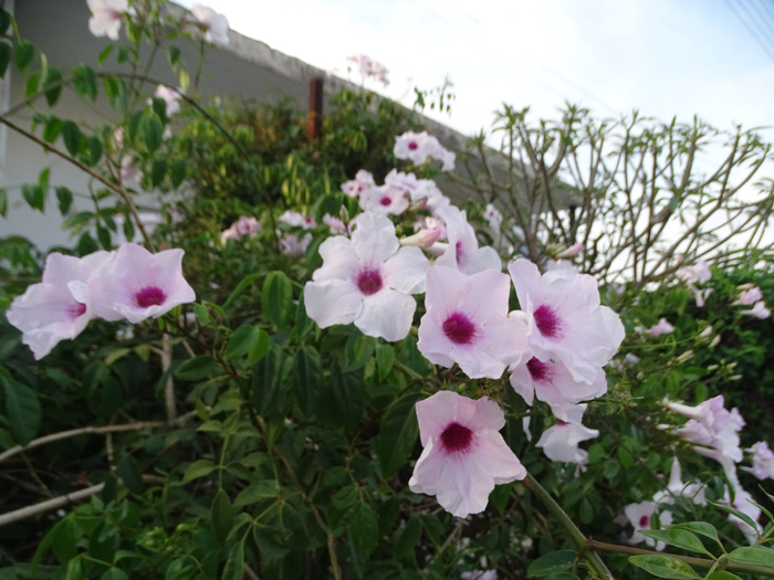 DSC00038 (700x525, 396Kb)