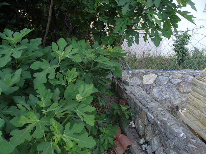 DSC00053 (700x525, 484Kb)