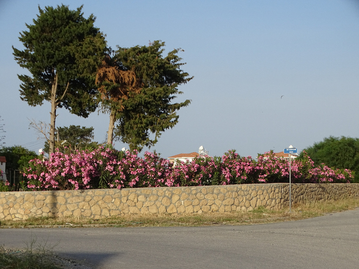 DSC00087 (700x525, 441Kb)
