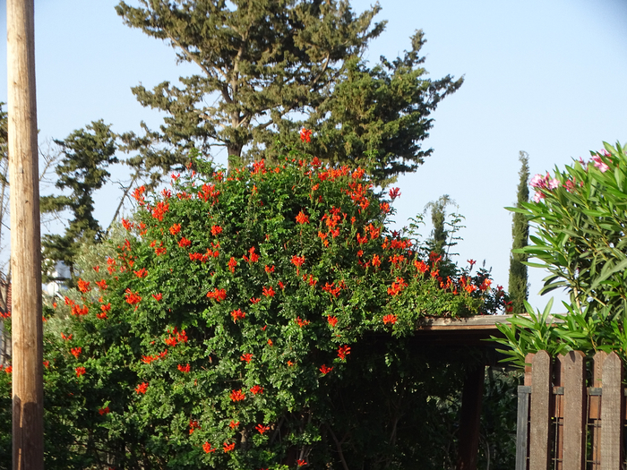 DSC00089 (700x525, 580Kb)
