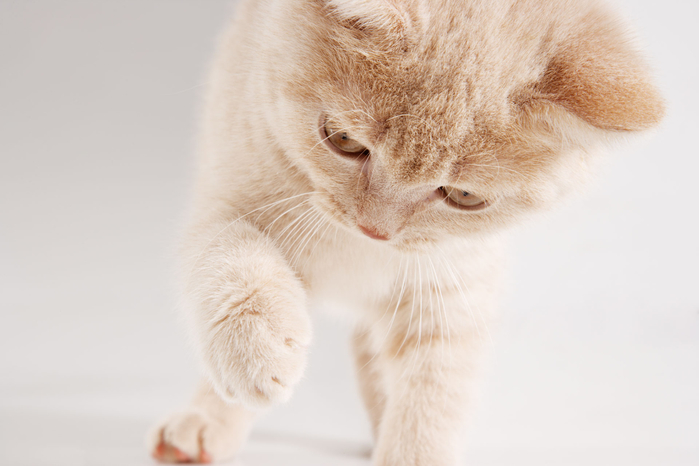 38_animals_01_20 (700x466, 237Kb)