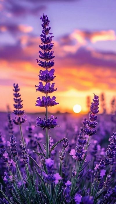 IMG_20250429_180317 (400x700, 55Kb)
