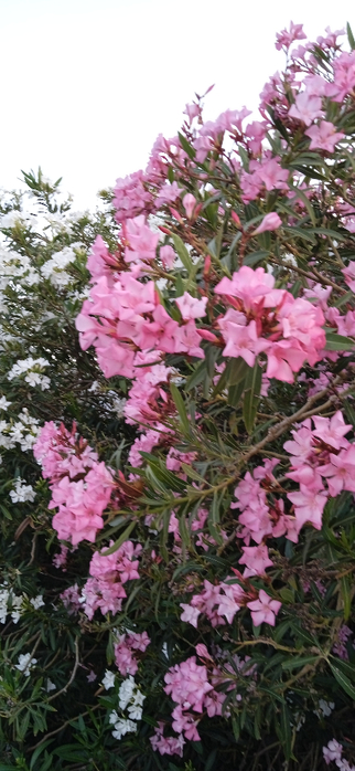 1714651354159 (322x700, 288Kb)