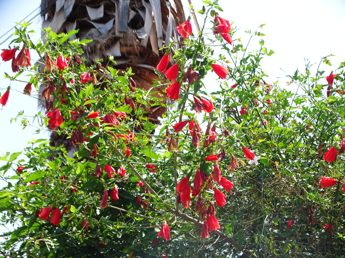 DSC00077 (700x525, 658Kb)
