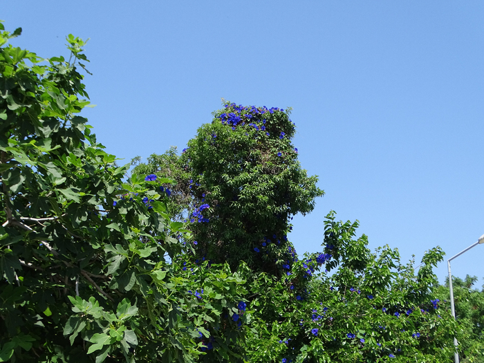 DSC00079 (700x525, 491Kb)