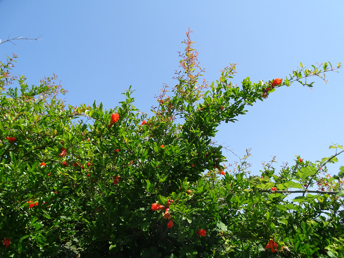 DSC00110 (700x525, 557Kb)
