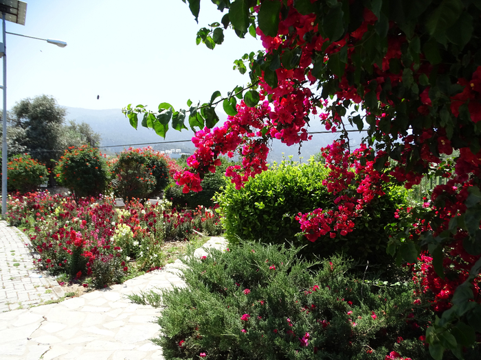 DSC00179 (700x525, 552Kb)