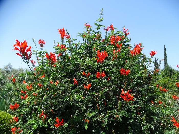 DSC00185 (700x525, 608Kb)