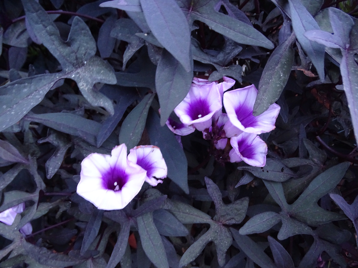 DSC00209 (700x525, 396Kb)