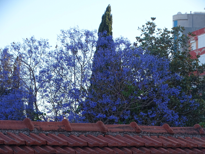 DSC00389 (700x525, 558Kb)