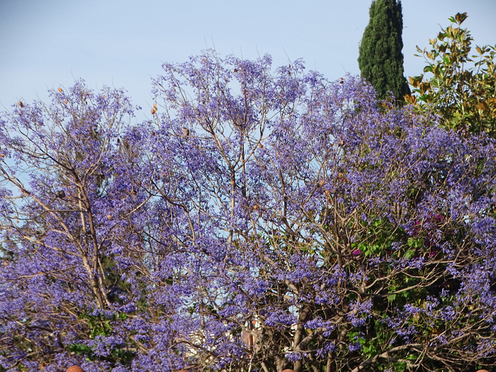 DSC00409 (700x525, 657Kb)