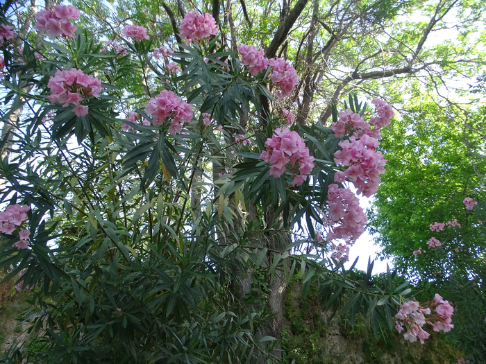 DSC00434 (700x525, 640Kb)