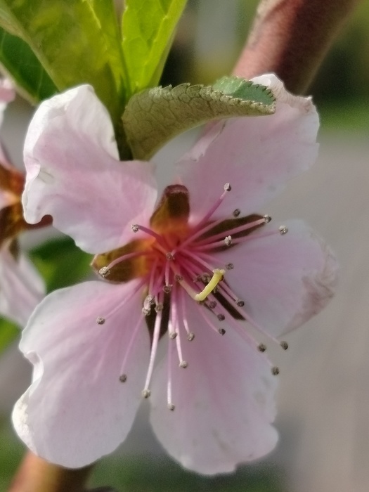 IMG20250501151918 (525x700, 84Kb)