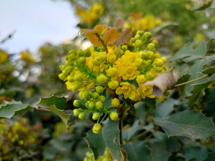 IMG20250501153102 (700x525, 111Kb)