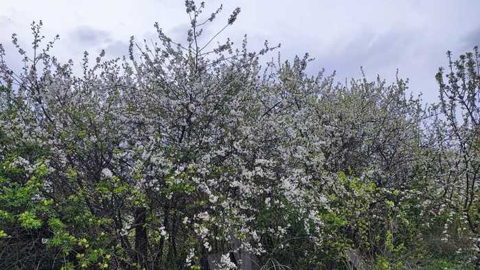IMG-20250501-WA0012 (700x393, 56Kb)