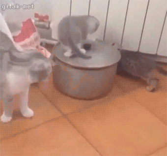 4743317_1638534000_gifs_17 (340x317, 1920Kb)