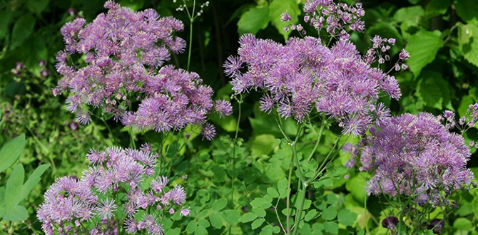 10-05 (670x330, 343Kb)