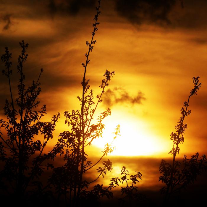 0 (700x700, 72Kb)