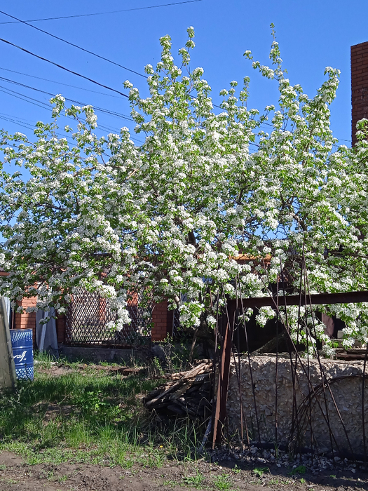 IMG_20250422_102338 (525x700, 612Kb)