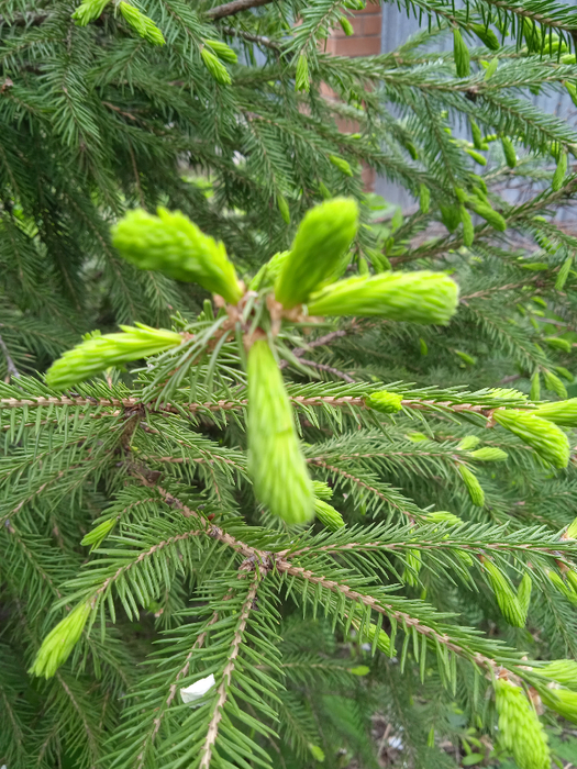 IMG_20250504_125519_1 (525x700, 551Kb)