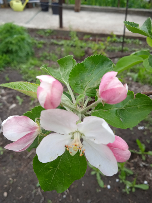 IMG_20250504_130110_1 (525x700, 369Kb)