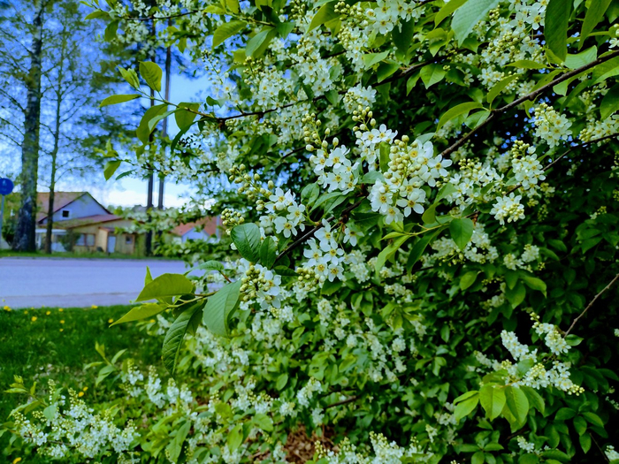 IMG_20250503_142021815_HDR (700x525, 613Kb)