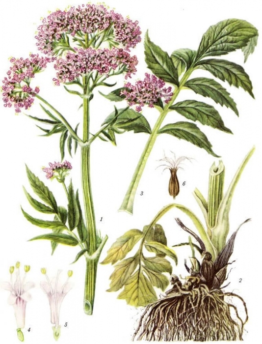 4709286_valeriana2 (534x700, 253Kb)