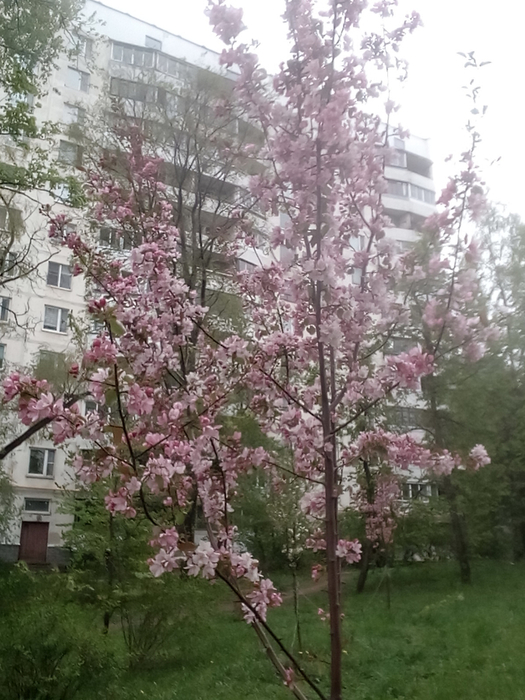 IMG_20250503_130152 (525x700, 389Kb)