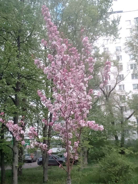 IMG_20250505_133210 (525x700, 445Kb)