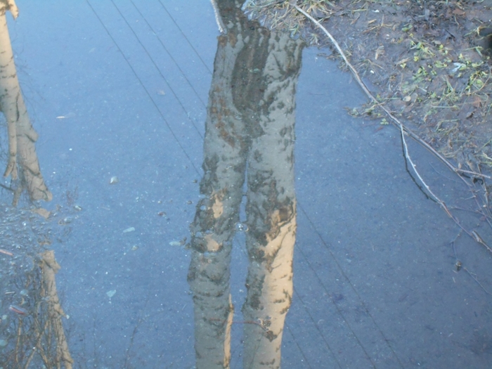 4533467_DSCN73731_1_ (700x525, 255Kb)