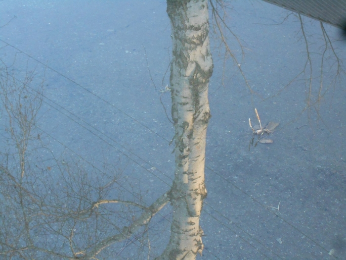 4533467_DSCN73753 (700x525, 244Kb)