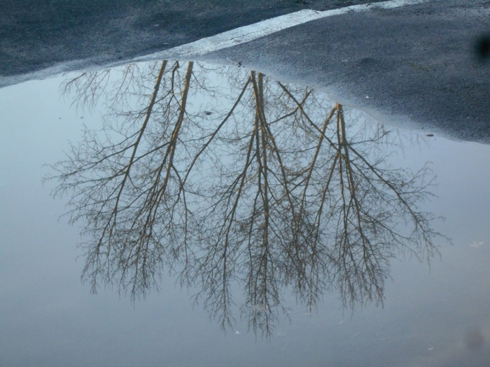 4533467_DSCN73841 (700x525, 277Kb)