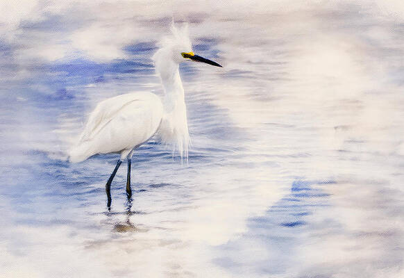 beauty-of-an-egret-georgiana-romanovna (582x400, 79Kb)