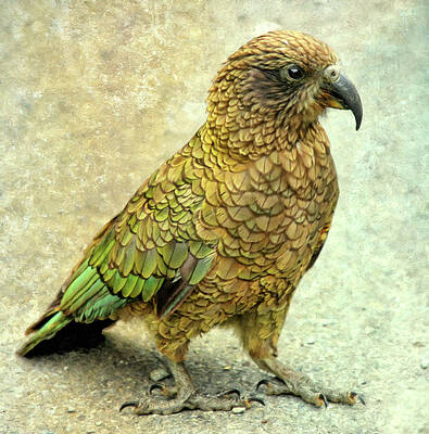 new-zealand-kea-parrot-georgiana-romanovna (395x400, 128Kb)