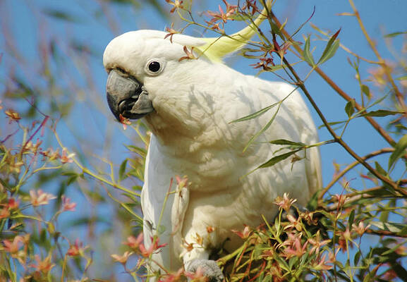 australian-sulphur-crested-cockatoo-georgiana-romanovna (577x400, 148Kb)